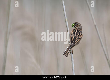 Male  Reed Bunting-Emberiza schoeniclus takes food to young. Uk Stock Photo