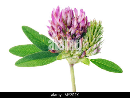 A real  uncultivated meadow clover single flower is the best food for a cow. Isolated on white macro studioi shot Stock Photo