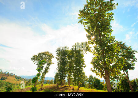 Mountain and green tree view,Mountain with gold teak. Stock Photo