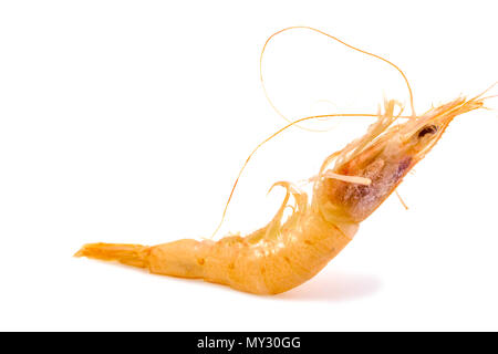 Close up shrimp isolated on white background, Fresh Shrimp on white background. Stock Photo