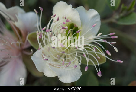 Three caper flowers under sunlight Flowers of capers on the Bush on the background of the earth . Stock Photo