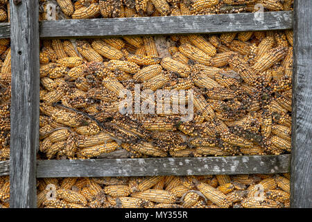 drying the maize in the wooden boxes Stock Photo