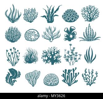 Seaweeds and coral silhouettes. Vector aquarium algae graphic isolated on white background, sea underwater black and white plants Stock Vector