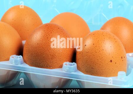 Six hen eggs closeup in container on blue background. Stock Photo
