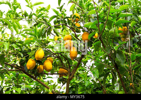 Ripe Lemons on a tree in Sorrento, Italy Stock Photo
