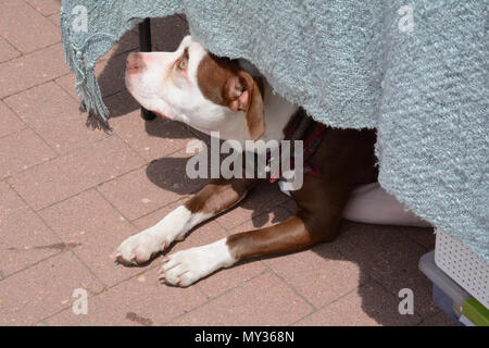 Dog staying cool from summer heat by sitting under table and in shade while peering out at the world Stock Photo
