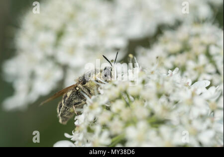 Banded General (Stratiomys potamida) feeding on an umbellifer flower Stock Photo