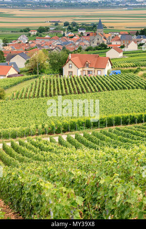 Vineyards Sacy Reims Marne Grand Est France Stock Photo: 210375150 - Alamy