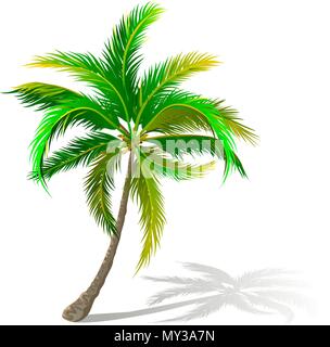 A palm tree on a white background. A palm tree with green leaves. Stock Vector
