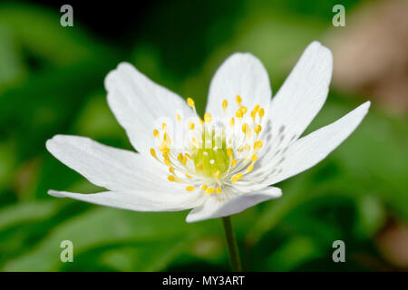 Wood Anemone (anemone nemorosa), close up of a single flower basking in a rare burst of spring sunshine. Stock Photo