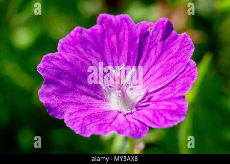 Bloody Crane's-bill (geranium sanguineum), close up of a solitary flower. Stock Photo