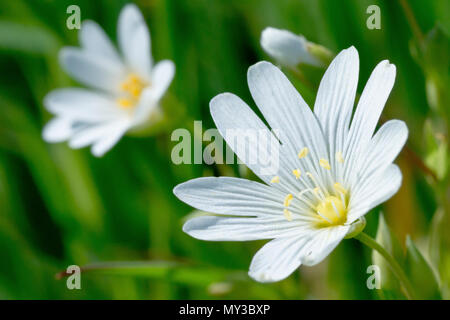 Greater Stitchwort (stellaria holostea), close up of a single flower with another and buds in the background. Stock Photo