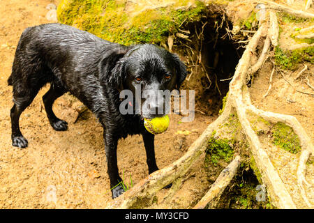 Black Labrador dog playing with tennis ball in mouth Stock Photo