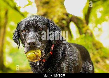 Black Labrador dog playing with tennis ball in mouth Stock Photo