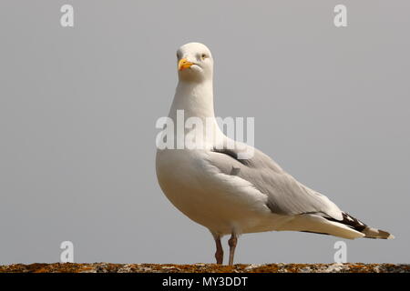 Seagull on a wall in St. Ives, Cornwall, UK Stock Photo