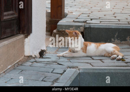 A stray cat is playing with a mouse Stock Photo