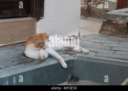 A stray cat is playing with a mouse Stock Photo