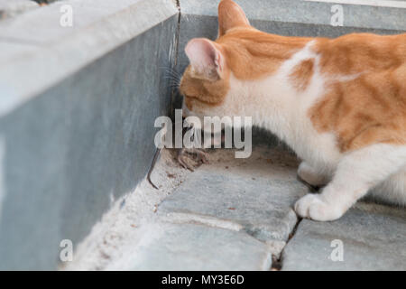 A stray cat is catching and biting a mouse Stock Photo