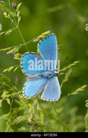 Close-up of the upperside of a stunning male adonis blue butterfly (Polyommatus bellargus) on grasses in Hampshire, UK Stock Photo