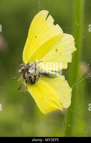 Brimstone butterfly (Gonepteryx rhamni) caught in a spider's web being eaten by a garden spider (Araneus diadematus) Stock Photo