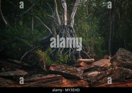 Tree roots on a Wisconsin lakeshore, horizontal Stock Photo - Alamy