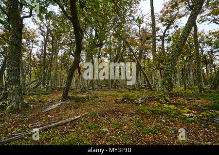 Broken trees and broken branches on the site of beaver dams in the Tierra del Fuego National Park. Argentine Patagonia in Autumn Stock Photo