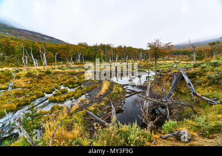 Broken trees and broken branches on the site of beaver dams in the Tierra del Fuego National Park. Argentine Patagonia in Autumn Stock Photo