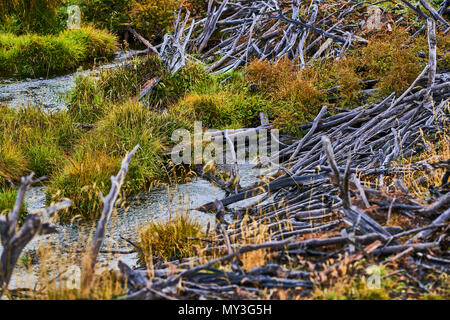 Broken trees and broken branches on the site of beaver dams in the Tierra del Fuego National Park. Argentine Patagonia in Autumn Stock Photo