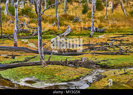 Broken trees and broken branches on the site of beaver dams in the Tierra del Fuego National Park. Argentine Patagonia in Autumn Stock Photo