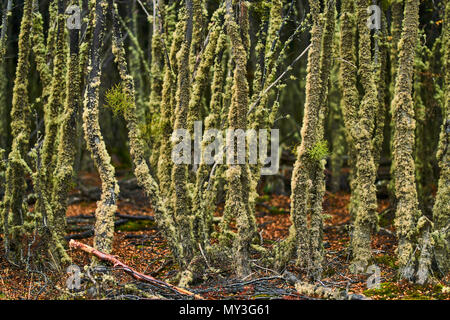 Broken trees and broken branches on the site of beaver dams in the Tierra del Fuego National Park. Argentine Patagonia in Autumn Stock Photo