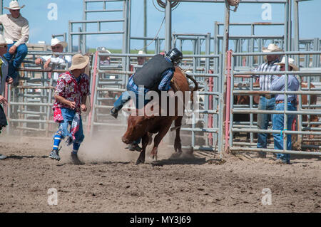 Nanton Pro Rodeo Youth competitor in the wild cow riding competition. Nanton Nite Rodeo ...