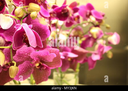 Lovely flowering Moth Orchid (Phalaenopsis cultivars), the blossoms a rich shade of purple-pink, in a beautiful vase display. Stock Photo