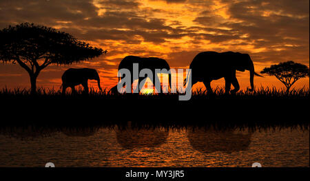 Silhouettes of elephants on a sunset background. Elephants against the backdrop of the sunset and the river. Stock Photo