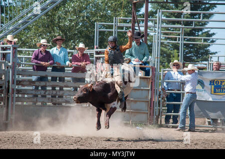 Rodeo Alberta Canada Bull Riding Stock Photo