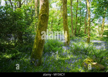 Spring bluebells flowering in an English woodland - John Gollop Stock Photo