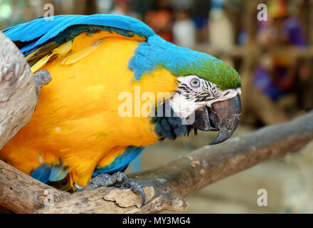 View of colorful macaw parrot. Stock Photo
