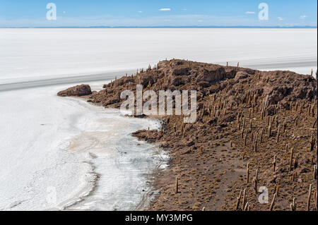 Trichoreceus Cactus on Isla Incahuasi (Isla del Pescado-Fish Island) in the middle of the world's biggest salt plain Salar de Uyuni, Bolivia Stock Photo