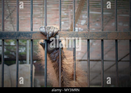 Close up hand of monkey in cage. The illegal wildlife trade problem. Stock Photo