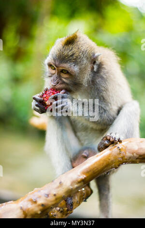 Macaque monkey eating dragon fruit in Monkey Forest in Ubud, Bali, Indonesia Stock Photo