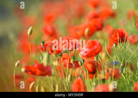 Beautiful poppies blooming in the summer field in Poland. Stock Photo