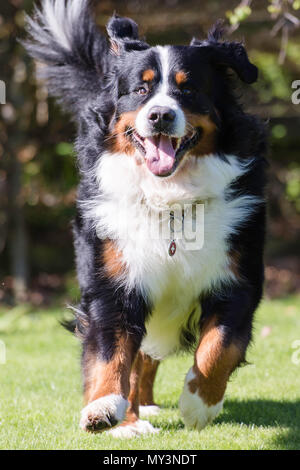Bernese mountain dog running towards the camera Stock Photo