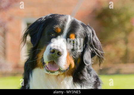 a close up of a Bernese mountain dog tilting his head Stock Photo