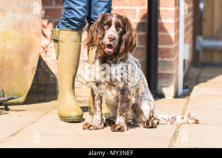 working cocker spaniel ready to go Stock Photo