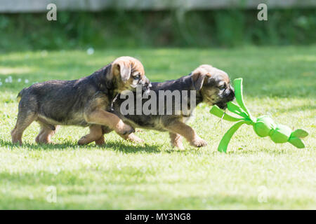 border terrier puppies playing with a toy Stock Photo