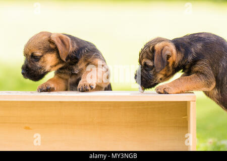 pair of border terrier puppies Stock Photo