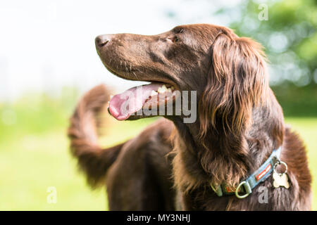 side head shot of a chocolate flat coat retriever Stock Photo