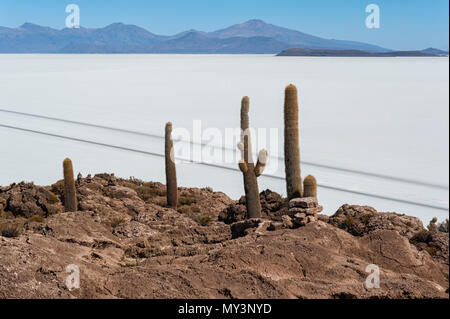 Trichoreceus Cactus on Isla Incahuasi (Isla del Pescado-Fish Island) in the middle of the world's biggest salt plain Salar de Uyuni, Bolivia Stock Photo