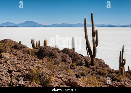 Trichoreceus Cactus on Isla Incahuasi (Isla del Pescado-Fish Island) in the middle of the world's biggest salt plain Salar de Uyuni, Bolivia Stock Photo