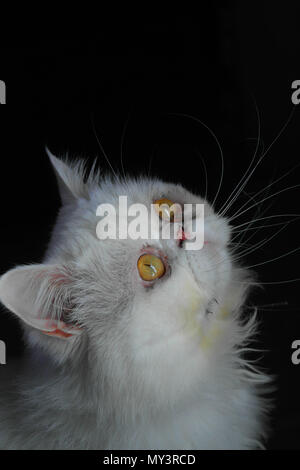Cat with a lost look Stock Photo