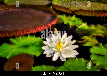 Tropical lily bloom and leaves of Amazon Lilies, Victoria lilies. Hughes Water Gardens. Oregon Stock Photo